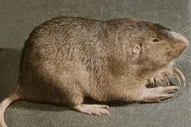 Gopher Control in Edmonton