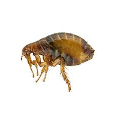 Professional Flea Control & Extermination in Edmonton