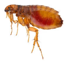 Flea control Edmonton