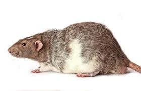 Rodent Control in Edmonton