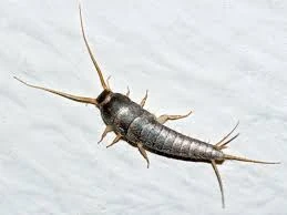 Silverfish Control in Edmonton