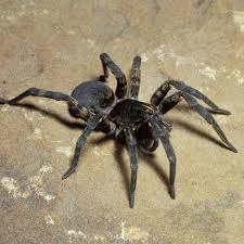 Spider Control in Edmonton