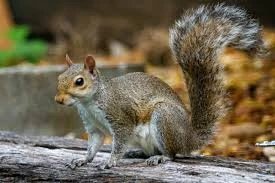 Squirrel Removal in Edmonton
