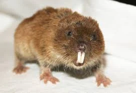Vole and Mole Control in Edmonton