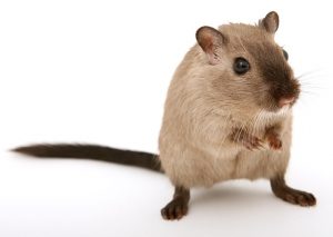 rodent mice control services Edmonton