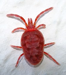 red trombidium holosericeum mite